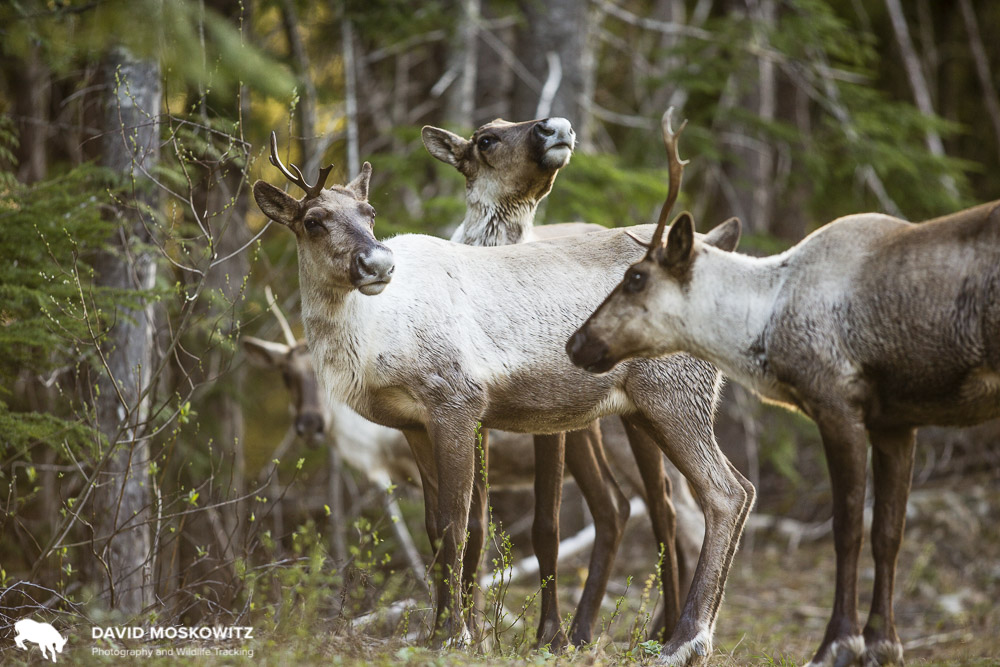 Caribou Recovery Project