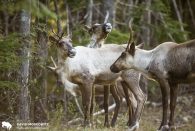 Caribou Recovery Project