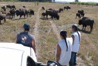 Buffalo Roundup