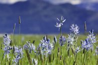 Noxious Weed Management