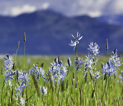 Noxious Weed Management