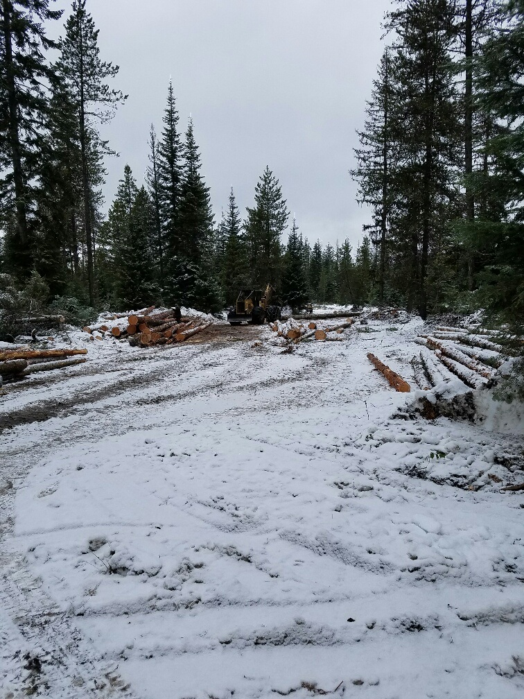 Forestry Study at Indian Creek