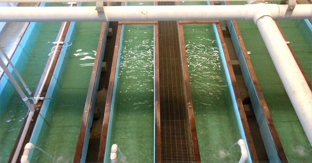 knrd hatchery