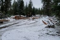 Forestry Study at Indian Creek
