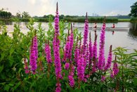 Noxious Weed Management Part 2