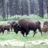 gbuffalo